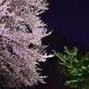 桜と若葉