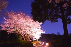 夜桜
