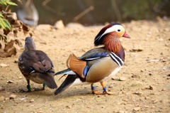 コウノトリ