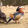 コウノトリ