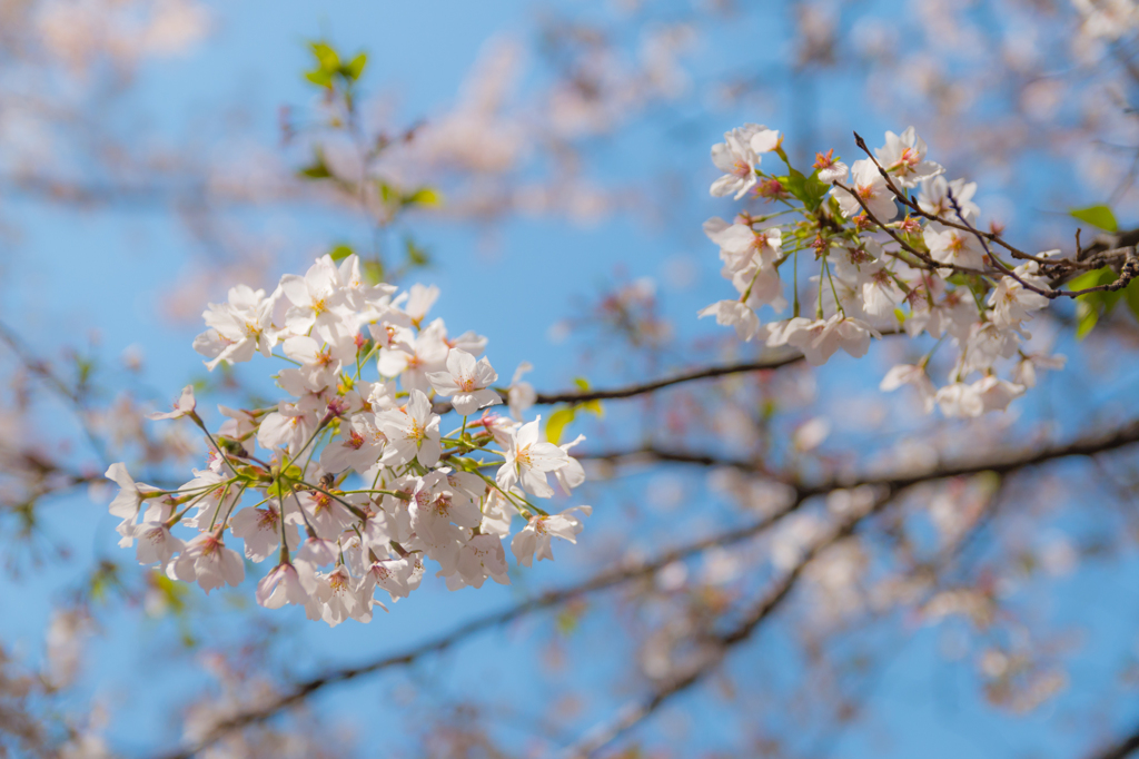 靖国の桜