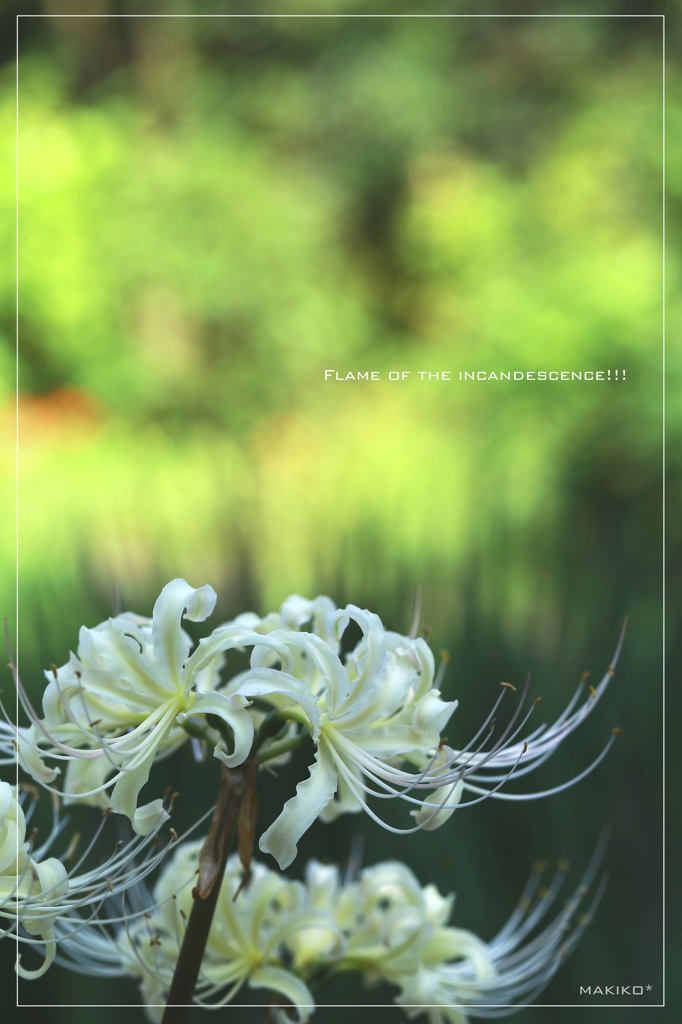 Flame of the incandescence