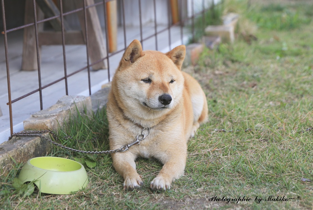 わんこ♪