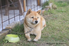 わんこ♪