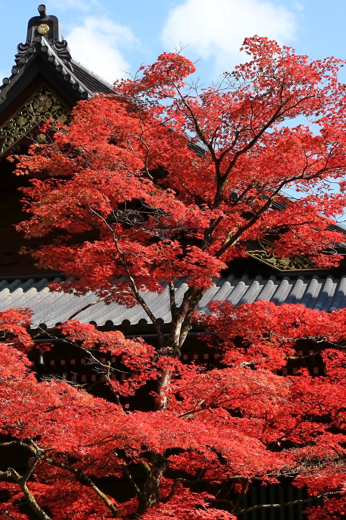 -真 紅-