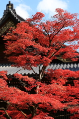 -真 紅-