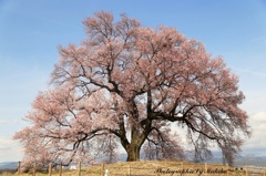 わに塚の桜2016