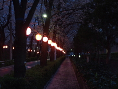 夜桜