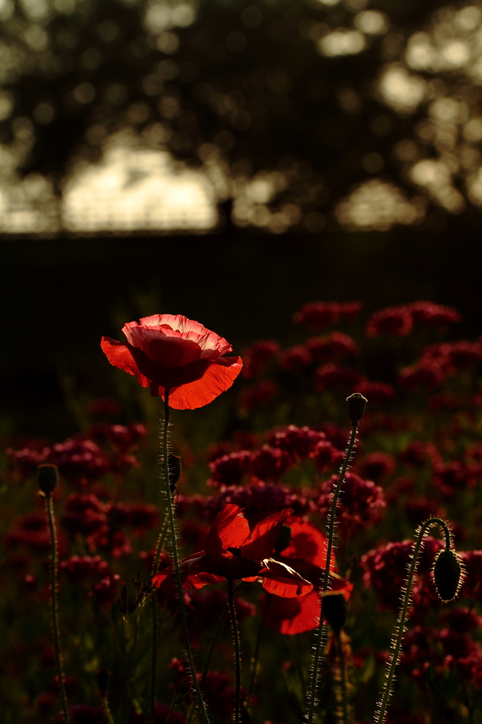 夕暮れのポピー(poppies　in　sunset)