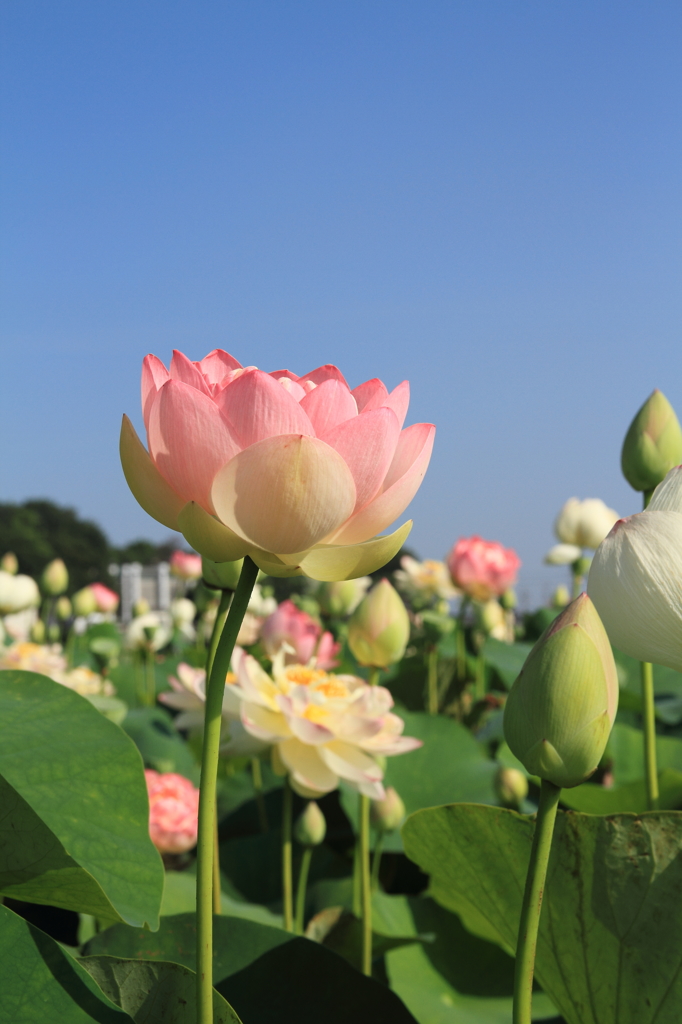 蓮の花