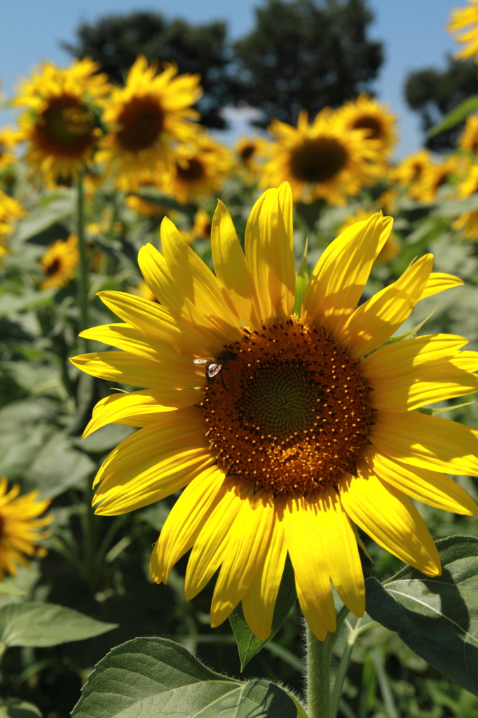 ひまわり（Sun Flower）