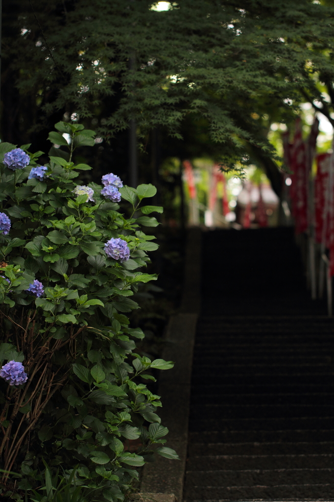 紫陽花と石段