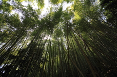 竹林(bamboo forest)