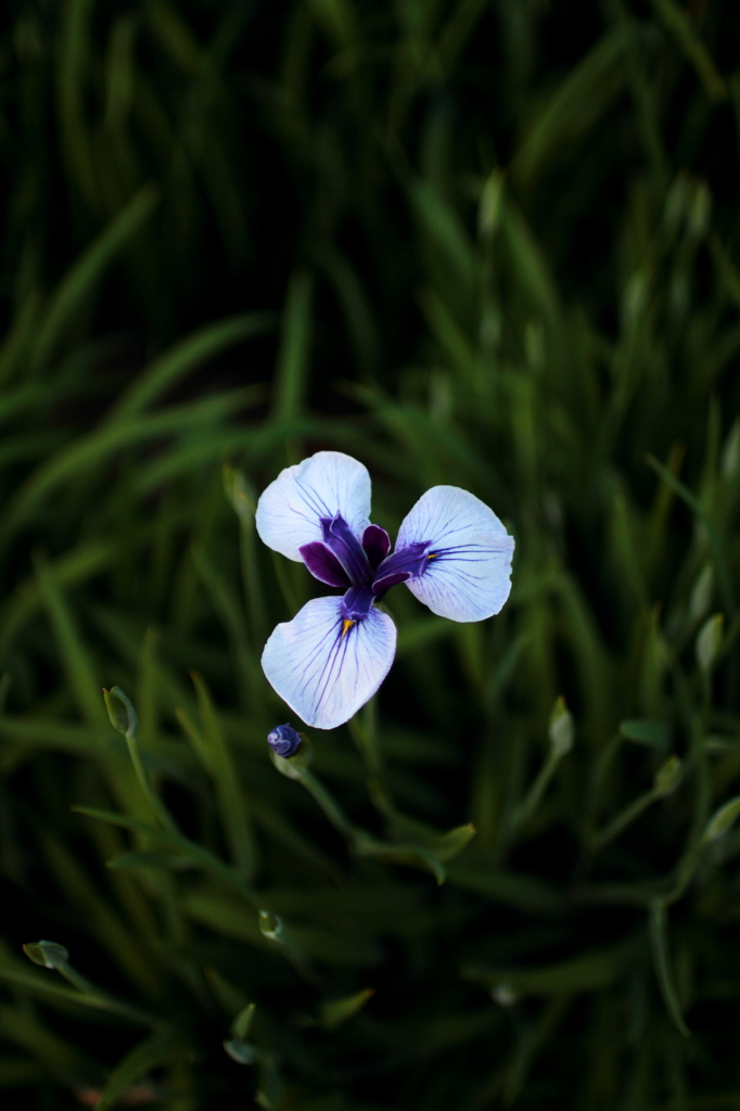 菖蒲