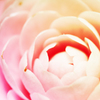 春に咲く花