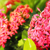 flowee