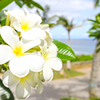 plumeria