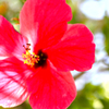 hibiscus