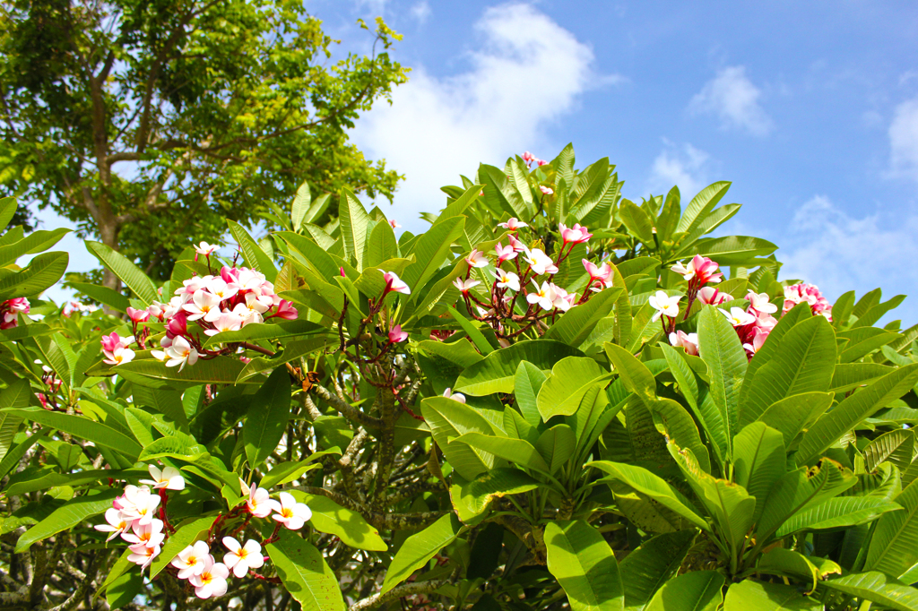 Plumeria