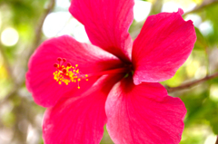 hibiscus