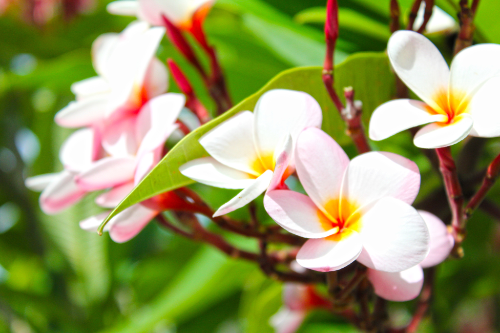 Plumeria_pink