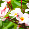 Plumeria_pink