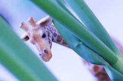 greenonion2