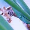 greenonion2