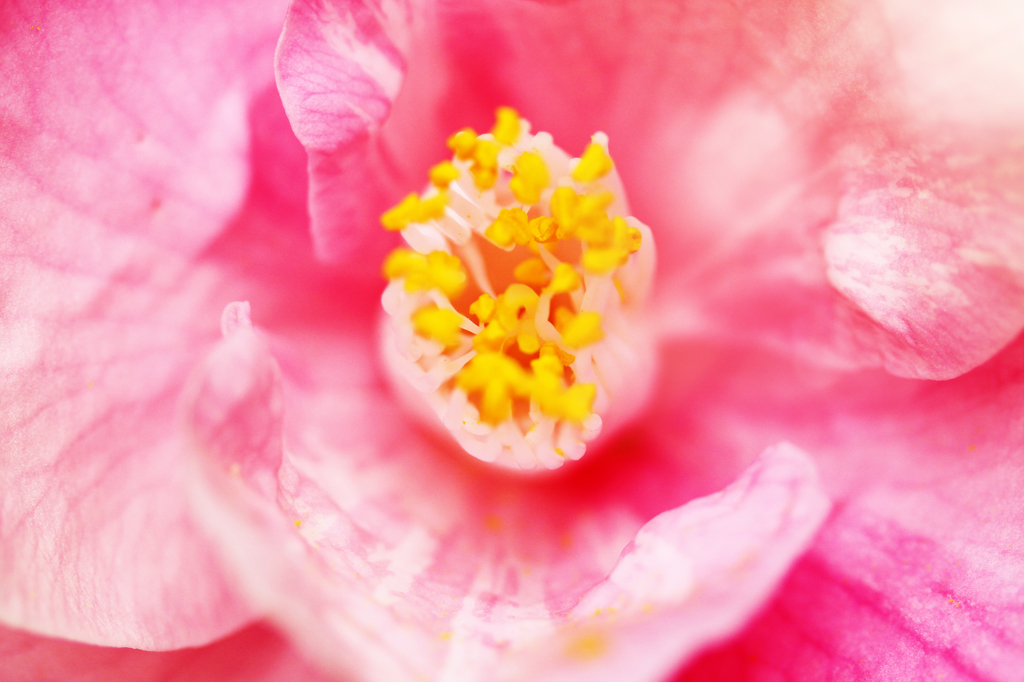 春に咲く花