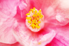 春に咲く花