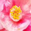 春に咲く花