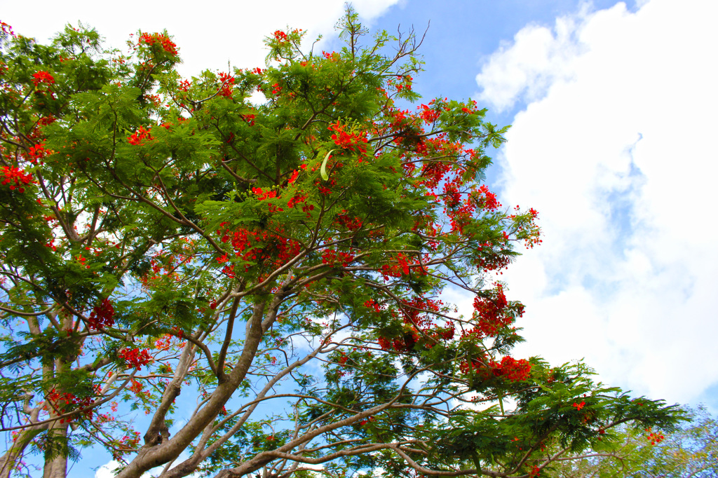 flame tree