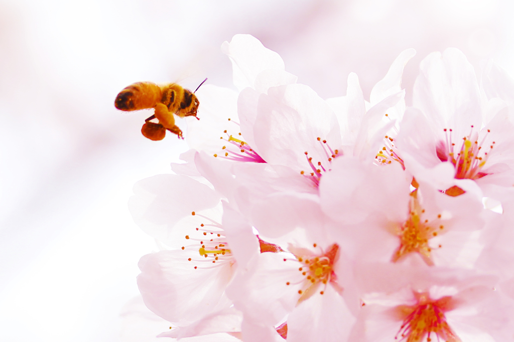 ハチと桜