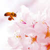 ハチと桜