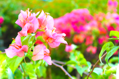 bougainvillea