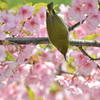 河津桜にあこがれて　⑬