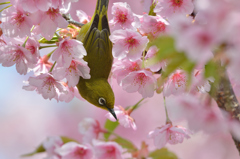 河津桜にあこがれて　⑨