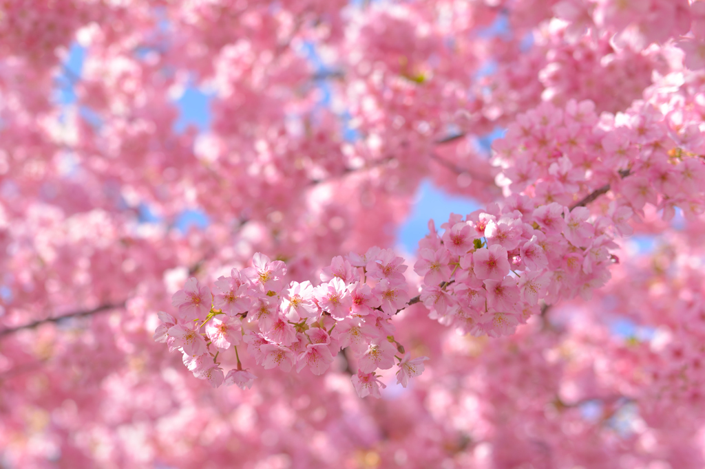 河津桜にあこがれて　②