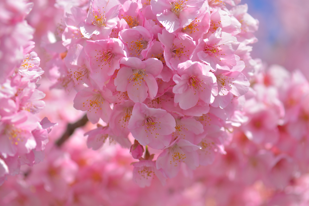 河津桜にあこがれて　③