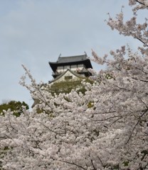 桜越しに、犬山城