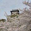 桜越しに、犬山城