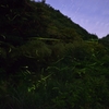 ホタル　④