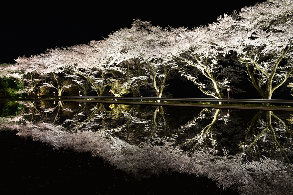 水鏡桜