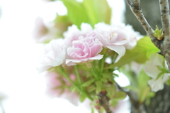 八重桜　楊貴妃