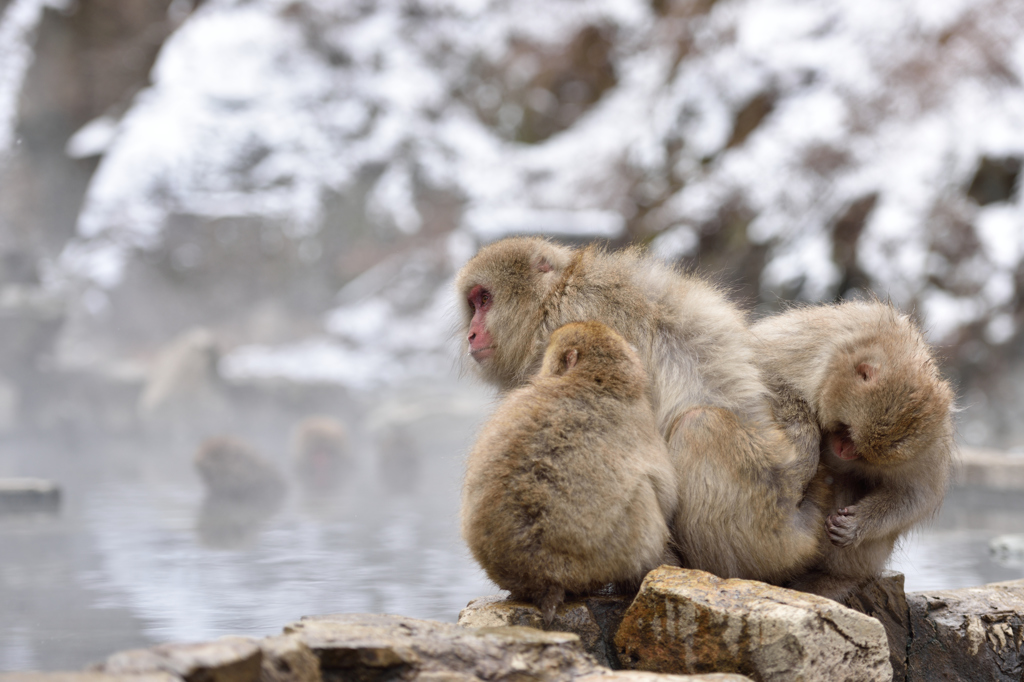 snow monkey ⑤