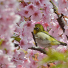 河津桜にあこがれて　⑫