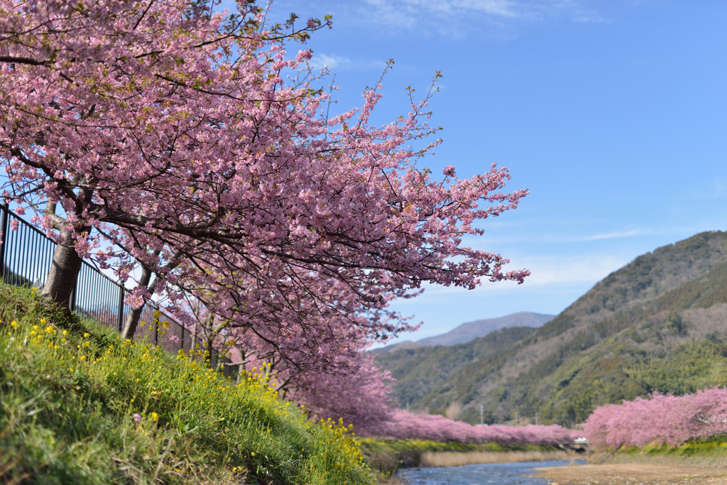 河津桜にあこがれて　⑤