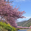 河津桜にあこがれて　⑤