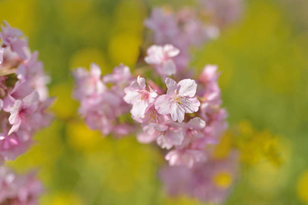 河津桜にあこがれて　①