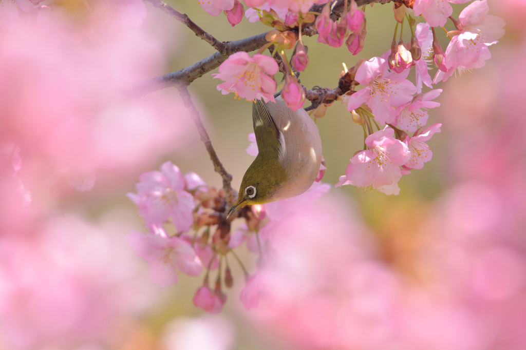 河津桜にあこがれて　⑯